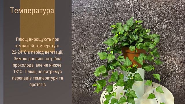Як доглядати за плющем? Всі секрети в одному відео!