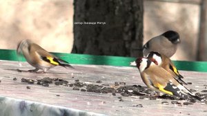 Птицы на кормушке / снегирь / щеглы / зеленушка / чечётки / воробьи / голоса птиц