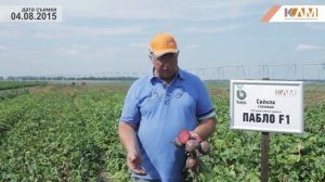 Свекла Пабло F1. Характеристики гибрида