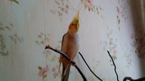 Пение молодого самца Кореллы.