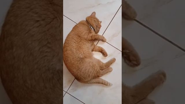 зачем коту нужны усы #shorts #шортс #кот #коты #животные #питомец #рыжийкот #котэйка смотреть онлайн