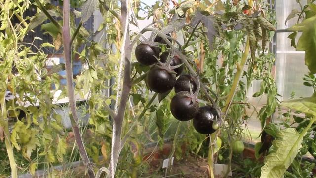 Сорт -"VIOLETTA". Томаты от Фёдора. смотреть онлайн