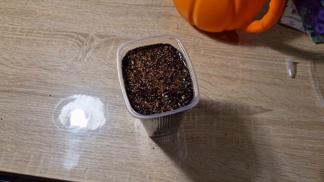 Как сажать семена эустомы