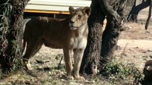 ЮАР. Йоханнесбург. Частный заповедник.