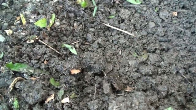 Выращивание ранних кабачков. Посадка Подкормки Урожайные кабачки