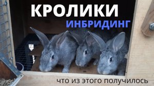 Кролики. Инбридинг.