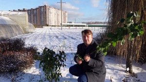 #РОЗЫ. ПОДГОТОВКА К ЗИМЕ. ЗИМУЮТ БЕЗ УКРЫТИЯ, ПРОСТО ПРЕКРАСНО.