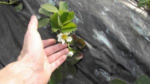 Начало цветения клубники Клери, Эми и Азии в туннелях.