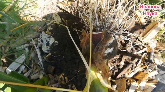 Чеснок в две стрелки, последняя подкормка чеснока и пробная копка. ВСЁ для хорошего урожая.