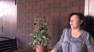 Хойя Кримсон квин.