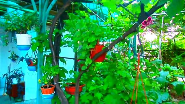 Частный сектор в Лазаревском, пер. Октябрьский. Пляж санатория "Тихий Дон". смотреть онлайн