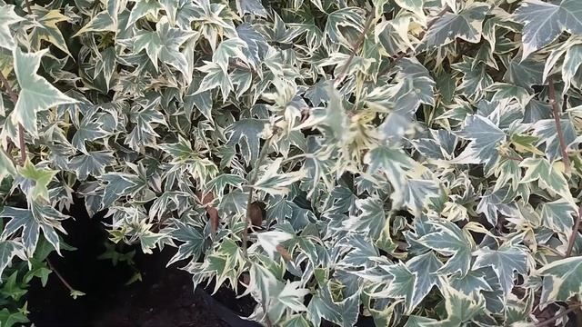 Плющ звичайний Hedera helix "Golden Mathilde " смотреть онлайн