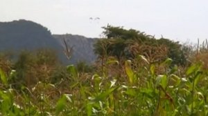 Екатериновка Приморский край 2008 год.mpg