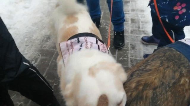 Выезд с приютскими собаками на детский праздник