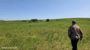 Тренировка молодых легавых собак