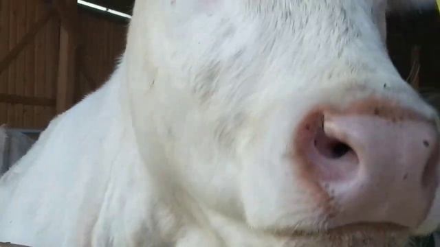 АВСТРИЯ КОРОВЫ НА ФЕРМЕ/ ПОРОДЫ АВСТРИЙСКИХ БЕЛЫХ КОРОВ И МАЛЕНЬКИХ ТЕЛЯТ/КОРОВЫ ТЕЛЯТА НА ФЕРМЕ/ смотреть онлайн