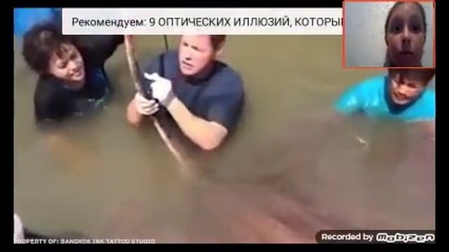 Огромный петух смотреть онлайн