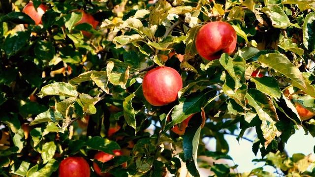 Чем подкормить яблони весной чтобы получить хороший урожай осенью смотреть онлайн