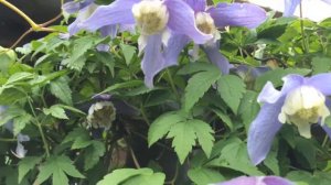 Clématite Alpina "Frances Rivis"