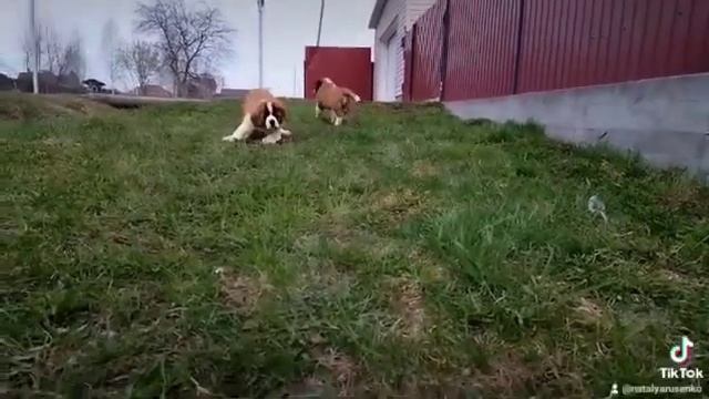 девочки сенбернара смотреть онлайн