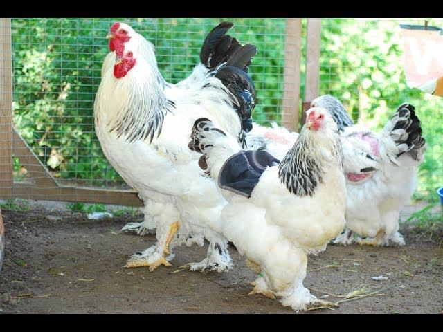 Брама куры, яблочный уксус для кролов и кур, секреты здорового поголовья. В гостях у Олега