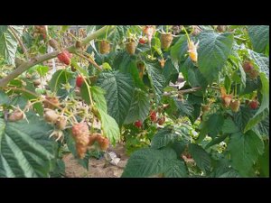 Малина ремонтантная- сорта Носорог и Атлант. Сентябрь 2020.