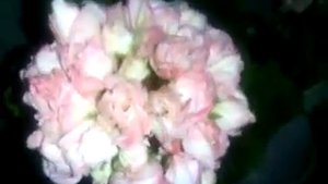 Розебудные пеларгонии Fisher's Appleblossom и Denise