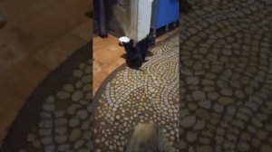 йоркширский терьер мини