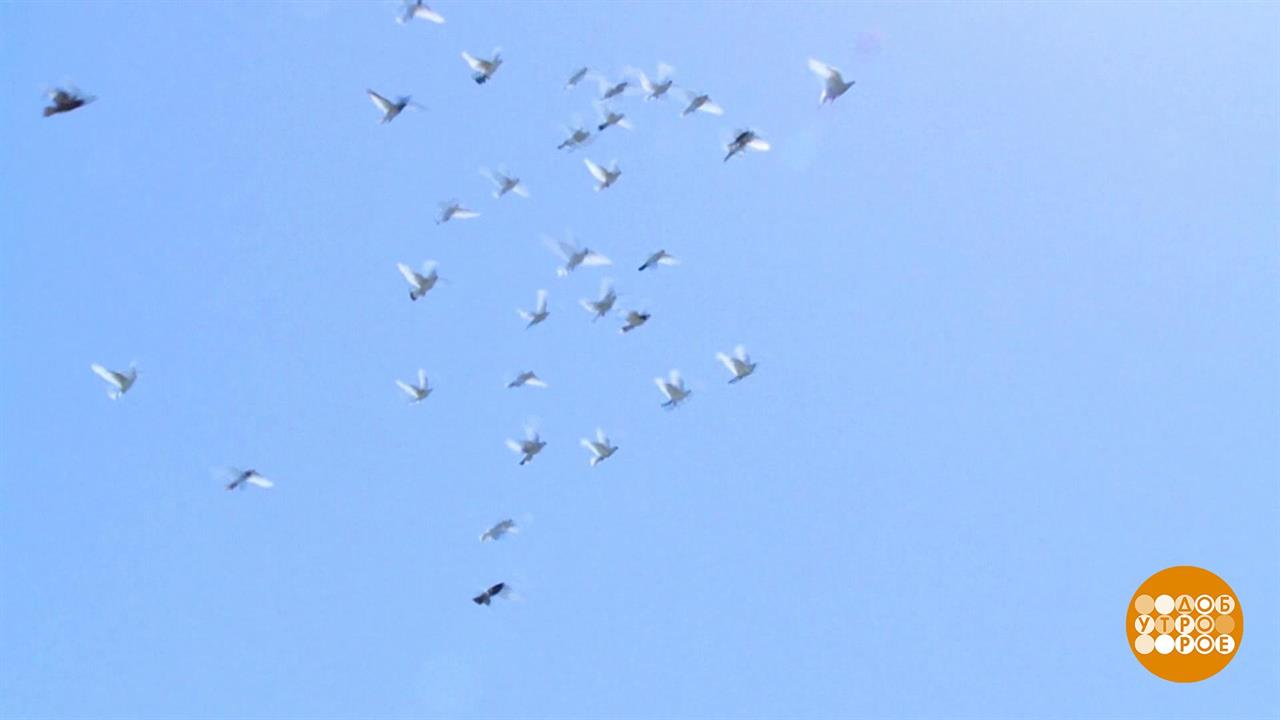 Верим и помним. Праздничный канал. Фрагмент выпуска от 09.05.2020 смотреть онлайн