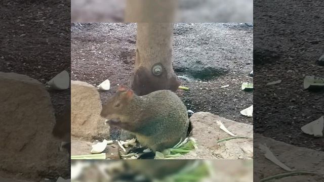 немецкий зоопарк часть 3