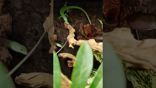 Gastropholis prasina eating a cricket(1)