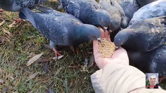 Шепоток на замужество Светлана ВЕДА