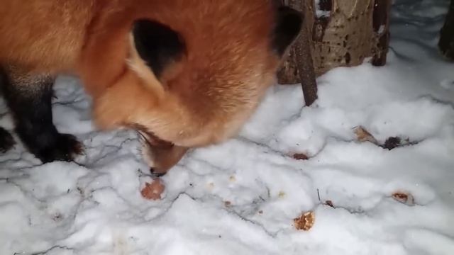 Ли Сяо / Alice the Fox Лиса Алиса (Очередь в сарай за компенсацией) смотреть онлайн