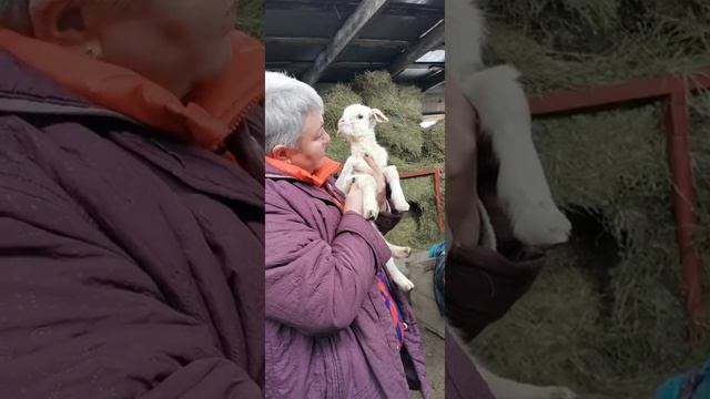 Уход за козлятами. Какие условия нужны новорождённым козлятам?