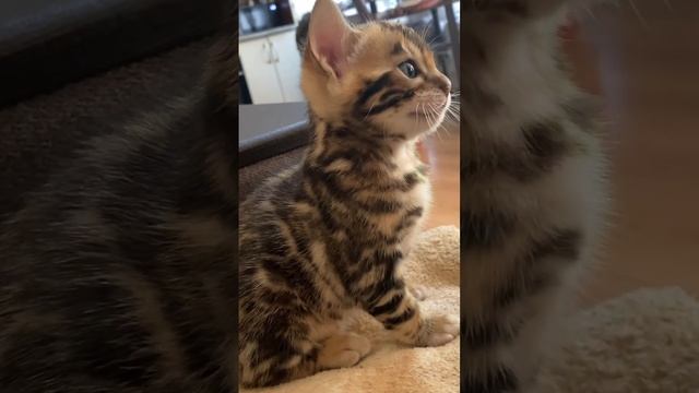 #бенгальскаякошка #бенгалы #бенгальскиекотята #бенгалыкемерово