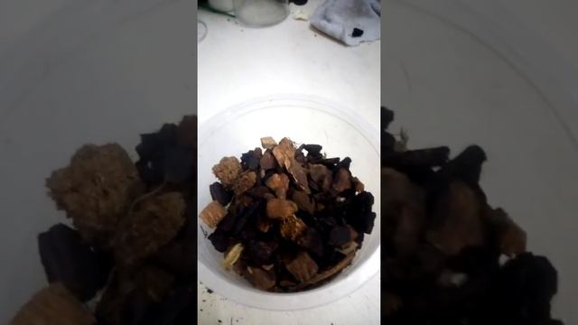 Orkide Yavru Ayrılması, Orkide Keiki смотреть онлайн