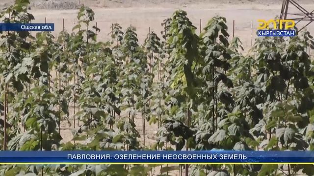 ПАВЛОВНИЯ: ОЗЕЛЕНЕНИЕ НЕОСВОЕННЫХ ЗЕМЕЛЬ смотреть онлайн