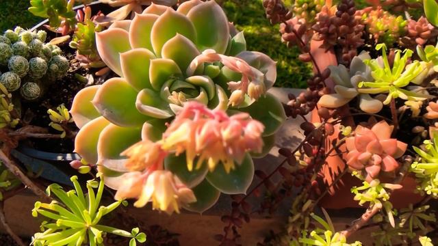 Descubra a grande IMPORTÂNCIA do SOL para as SUCULENTAS смотреть онлайн