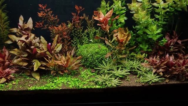 Что нужно знать об аквариумных удобрениях? Сколько, когда и как часто вносить. смотреть онлайн