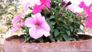 Petunia flowers Best flowering Plant For Winter Season