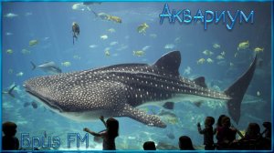 ♬радио ✦Бриз FM✦ - ✦Аквариум✦