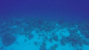 Мадивару Расду Мальдивы