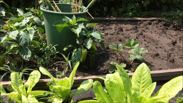 Огород влог. Дожди, созрел кабачок, завязались Хабанеро. 24_06_19 Low maintanance garden pt.3 смотреть онлайн