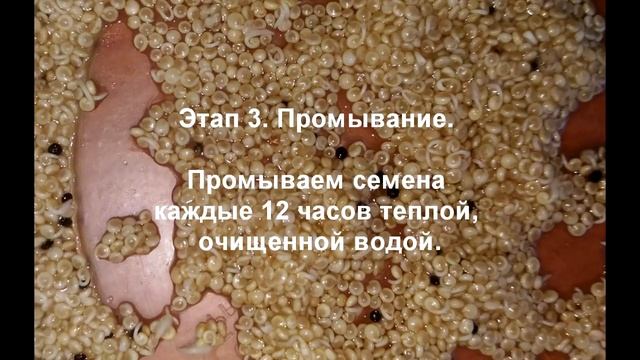 Проращивание. Амарант.