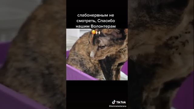 после пожара выжившие животные в Якутии селе Бэс-куол #жесть #слабонервнымнесмотреть #пожарвякутии смотреть онлайн