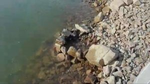 РЫБА НЕ ДАЕТ ПОКОЯ! Сырдарья. Рыбалка в Казахстане. Fishing in Kazakhstan.