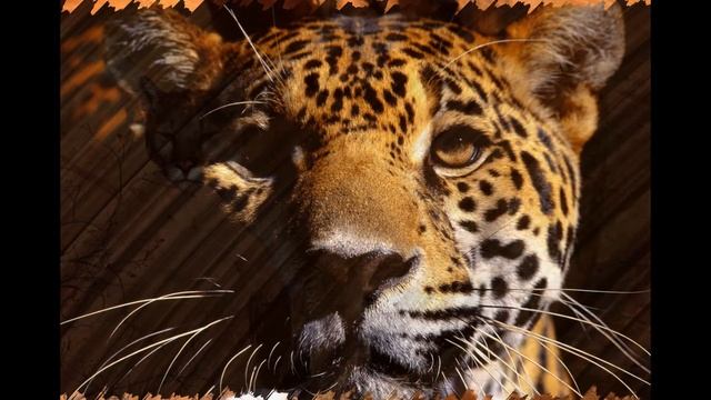 Самые красивые дикие кошки #кошки смотреть онлайн