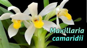 Maxillaria camaridii  в цвету....