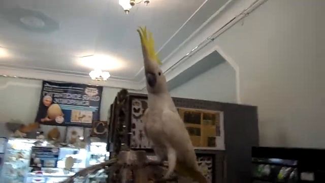 Белый попугай смотреть онлайн