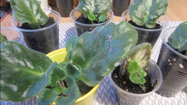 Про Фиалки. Черенкование листом и разные результаты. смотреть онлайн